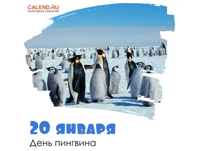 20 января — День пингвина / Постер дня / Журнал Calend.ru