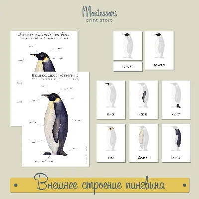 Внешнее строение пингвина - карточки Монтессори купить и скачать