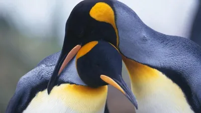 Клюв пингвина - 70 фото