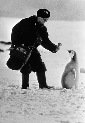 Московский корреспондент берёт интервью у пингвина в Антарктиде, 1966 год |  Пикабу