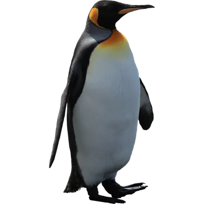 Пингвин PNG фото, изображение пингвина PNG
