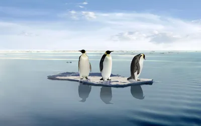 Картинка Три пингвина на льдине » Пингвины » Птицы » Животные » Картинки 24  - скачать картинки бесплатно