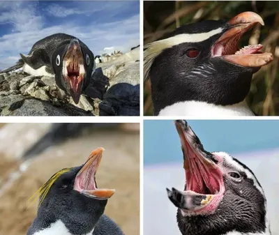 Рот пингвина открытый (35 фото)