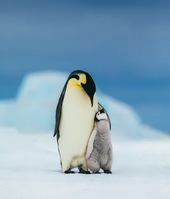 Детеныш пингвина - 60 фото: смотреть онлайн