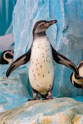 Красноярск | Красноярцев просят придумать имя первому в «Роевом ручье»  птенцу пингвина Гумбольдта - БезФормата