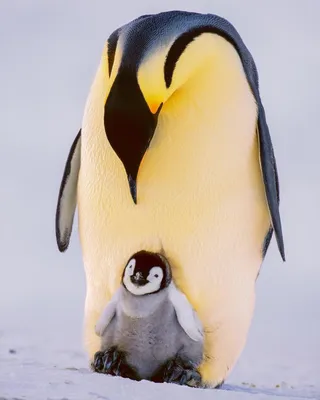 Птенец пингвина - 64 фото