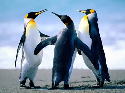 Три пингвина о чем-то высокомерно беседуют — Фотографии на аву
