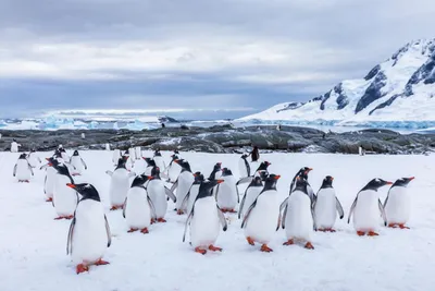 Пингвинов в антарктиде фото