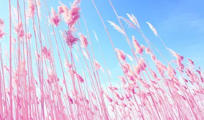 Картинки по запросу пинтерест обои на ноутбук | Pink grass, Field  wallpaper, Phone wallpaper