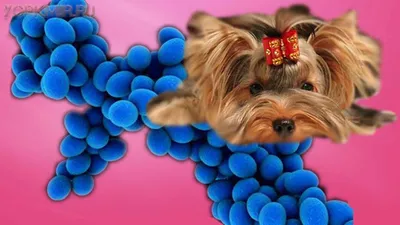 Пиодермия у собак | Симптомы | Лечение | Профилактика. - YouTube