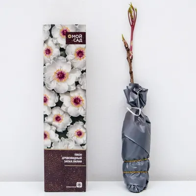 Пион древовидный Запах Лилии (в тубе) купить недорого в интернет магазине  товаров для сада и огорода Бауцентр