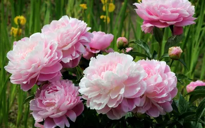Картинка Цветение розовых пионов » Пионы » Цветы » Картинки 24 - скачать  картинки бесплатно