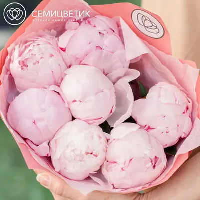 7 розовых пионов Premium купить в СПб в интернет-магазине Семицветик✿