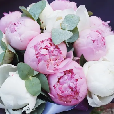 Пионы: микс из белых и розовых пионов с листьями эвкалипта по цене 11380 ₽  - купить в RoseMarkt с доставкой по Санкт-Петербургу