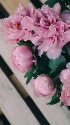 Обои на телефон•Пионы💮 | Flowers photography, Spring flower bouquet,  Flowers
