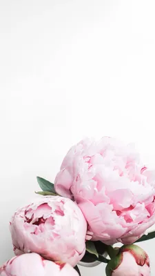 На заставку айфона картинка #435873 - Peonies iPhone wallpaper | Pink  wallpaper backgrounds, Pink wallpaper iphone, Peony wallpaper - скачать