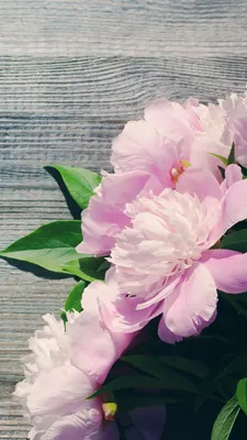 Обои Розовые пионы, цветы 1242x2688 iPhone 11 Pro/XS Max Изображение