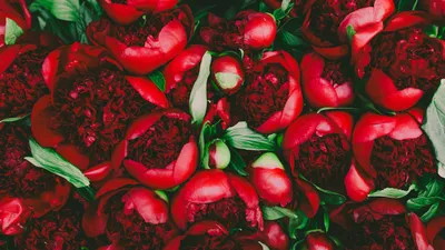 Обои Красные цветы пиона, букет 1080x1920 iPhone 8/7/6/6S Plus Изображение