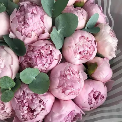 Пин от пользователя 💖D̥ͦI̥ͦḀͦN̥ͦḀͦ💖 на доске Peonies | Пионы, Цветы,  Флористы