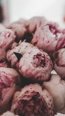 Обои | Цветы | Пионы | Peony wallpaper, Peonies, Flower phone wallpaper