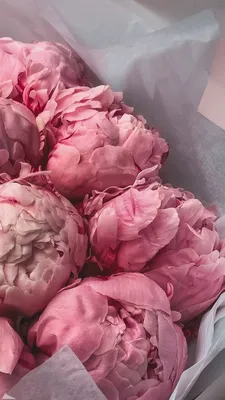 Пионы 😍 | Flower phone wallpaper, Flower wallpaper, Peony wallpaper