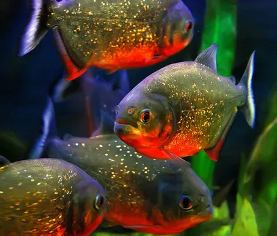 Пиранья красный паку: содержание в аквариуме, совместимость, фото-видео  обзор