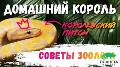 EXOPRIMA Python regius \"Asphalt/specter od\" Королевский питон, S-M  (Германия) купить в Москве в зоомагазине, цены - Сами с Усами