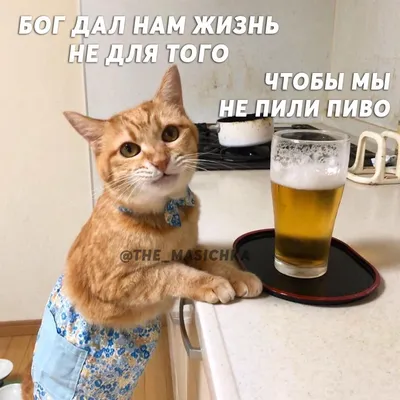 Мемы про пиво смешные картинки | Смешные фотографии кошек, Любители кошек,  Мемы