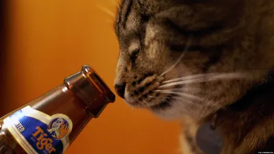 Обои Кошка с бутылкой пива, картинки - Обои для рабочего стола Кошка с  бутылкой пива фото из альбома: (прикольные)