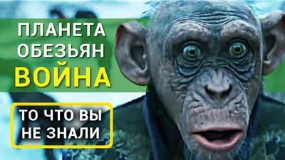 На «Войне планеты обезьян» зритель чувствует себя предателем - Ведомости