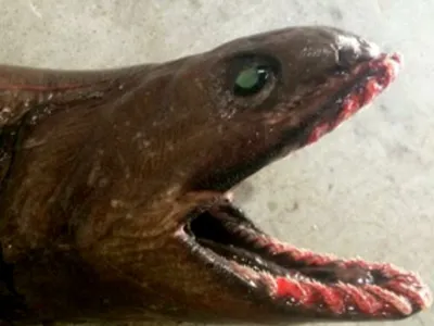 Wildlife Is Brutal on Instagram: \"A pre-sitorial relic ▪︎ The platypus  shark has lived on earth for more than 80 million years, is the oldest  species of living organisms and a contemporary