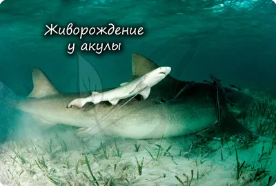 Подводные чудища: посмотрите на 12 жутких морских монстров | Вокруг Света