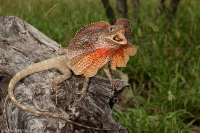 Плащеносная ящерица (лат. Chlamydosaurus kingii)