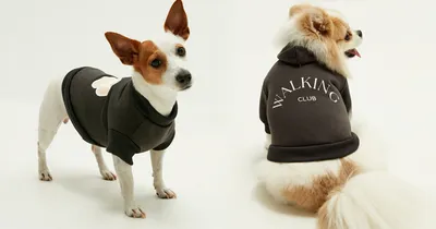Всегда стильные маленькие собаки в нарядах из интернет – магазина VIP-DOG