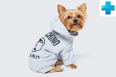 Платье для собак ForMyDogs Лиана - купить в Москве, СПб | цены | Интернет  магазин с доставкой на дом | зоомагазин Puffy-Shop