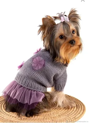 Платье для собак мелких пород, нарядный сарафан JOY 12754626 купить в  интернет-магазине Wildberries