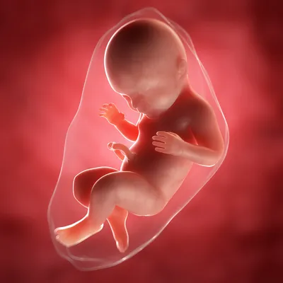 Плацента: все, что о ней нужно знать будущей маме - Parents.ru | PARENTS