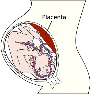 Плацента — Википедия