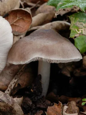 Плютей олений (Pluteus cervinus) - Picture Mushroom