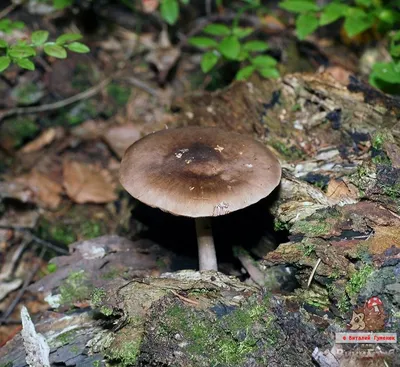 Плютей олений | Дикие грибы, Грибы, Природа