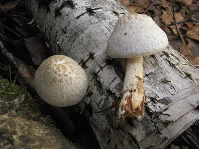 Плютей олений (Pluteus cervinus) описание фото