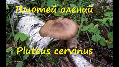 Плютей олений, Pluteus cervinus - Грибы Средней Полосы