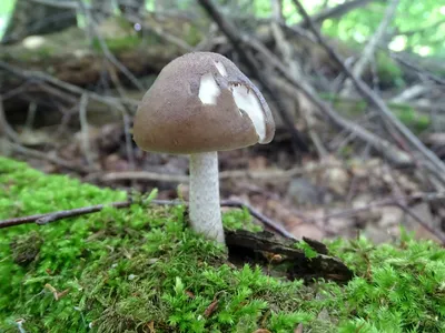 MacroID.RU - Pluteus cervinus