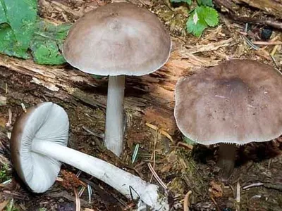 Плютей олений Pluteus cervinus (Schaeff.: Fr.) Kumm.; Syn.: Pluteus  atricapillus (Secr.) Sing.) [1989 Дермек А. - Грибы]