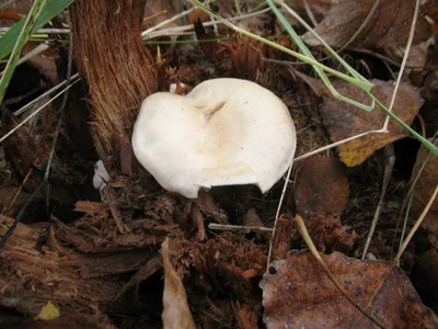 Sanamyаn.com : Fungi of Kamchatka : Pluteus cervinus -- Плютей олений