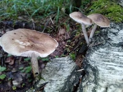 Плютей олений (Pluteus cervinus) фото и описание