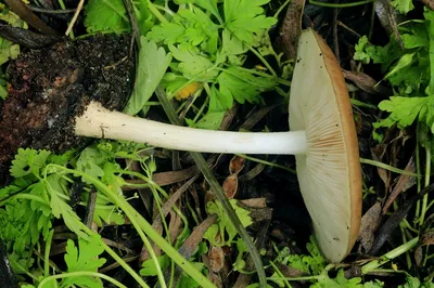 Плютей олений (Pluteus cervinus) - Picture Mushroom