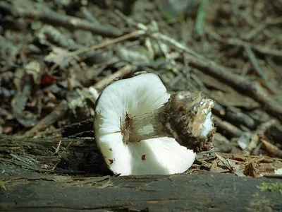 Плютей олений (Pluteus cervinus). Фото на сайте \"Грибы: информация и  фотографии\"