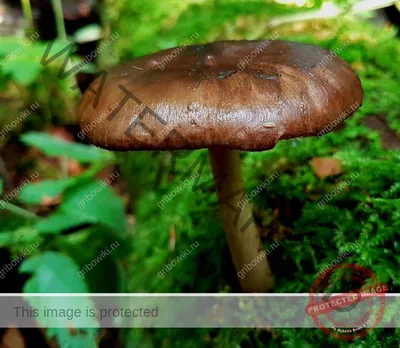 MacroID.RU - Pluteus cervinus