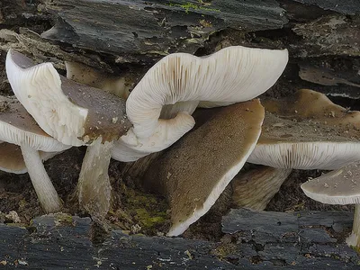 Плютей олений (Pluteus cervinus). Фото на сайте \"Грибы: информация и  фотографии\"